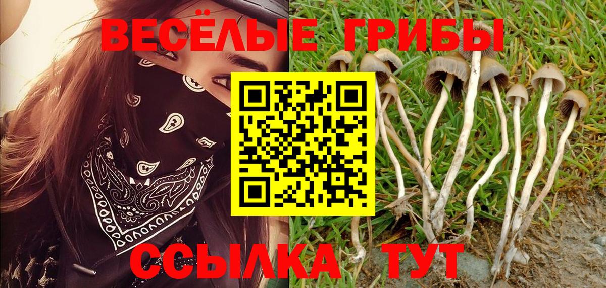 Санкт-Петербург  Галлюциногенные грибы Psilocybine cubensis  Вход с VPN 